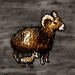 Mouflon with Lamb