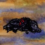 Dead Boar.jpg
