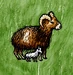 Domestic Mouflon with Lamb