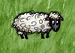Domestic Sheep