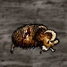 Dead Mouflon (arrow removed)