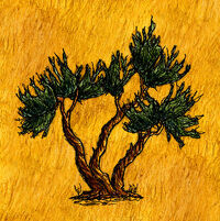 Juniper Tree