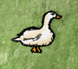 Domestic Goose