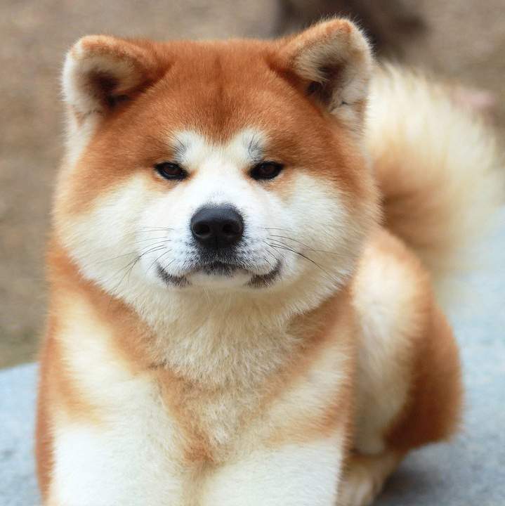 One hotsell for akita