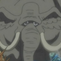 Sea Elephant