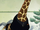 Ushi Ushi no Mi, modèle Girafe