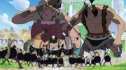 The Kairiki Destroyers compared to giants and the rest of the Franky Family.