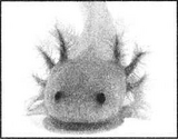 SBS60 5 Axolotl.png