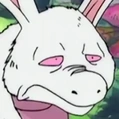 Usagihebi portrait