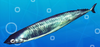 Glistening Saury