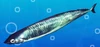 Glistening Saury