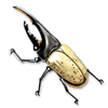 Hercules Beetle