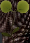 Kerojii as a Plant