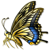 Swallowtail Butterfly
