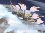 Burung salju.