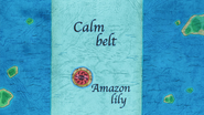 Amazon Lily in Calm Belt
