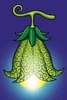 Fruta Bijo Bijo