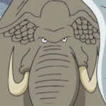 Sea Elephant Portrait