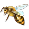 Honeybee