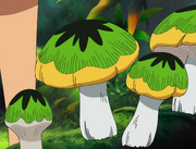 Laughing Mushroom