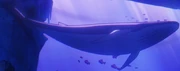 Blue Whale