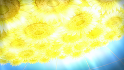 Elegant Sunflower Infobox