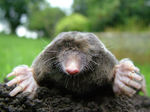 Real Life Mole