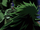 Weevil Before His Debut.png