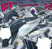 Whale sharks.jpg