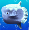 Koala Sunfish