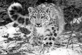 Featured image of post Snow Leopard Wolf Hybrid Wolf puppies for sale wolf breeder wolf husky pups reviews wolf hybrids for sale pet supplies free pet websites free pet classifieds wolf h