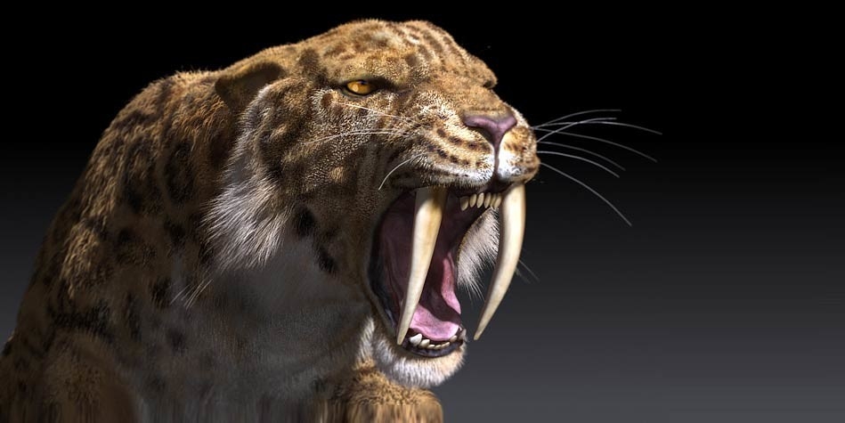 Neko Neko no Mi, Modelo: Dentes de Sabre, One Piece Wiki