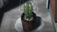 Saitama's cactus