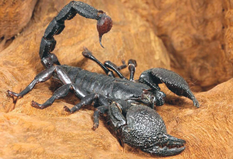 Poisonous and Dangerous Scorpion in the World T Talks - YouTube