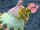 Spring Staff Venere
