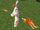 Ruby Staff