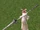Knight's Spear