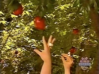 Oobi-shorts-Apple-Picking-Oobi-tries.jpg (73 KB) Oobi tries
