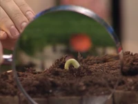 Oobi-Garden-Day-magnifying-glass.png (575 KB) Looking through a magnifying glass