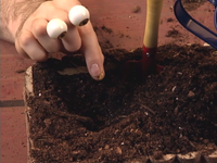 Oobi-Garden-Day-Grampu-planting.png (702 KB) Planting the seed...