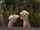 Oobi and Grampu