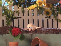 Uma splashing around