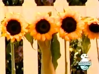 Hiding behind a flower