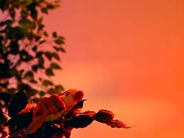 Oobi-Nature-Walk-eagle