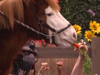 Oobi-Petting-Zoo-feeding-the-horse.png (637 KB) Feeding the horse a carrot