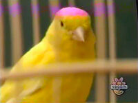 The canary looks at the camera