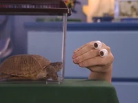 Oobi-Playdate-Oobi-and-his-turtle.png (462 KB) Interview segment