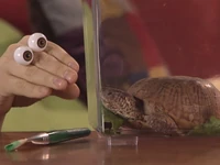 Oobi-Playdate-ending.png (572 KB) Oobi and his turtle