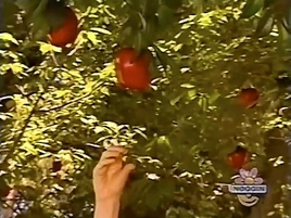 Oobi-shorts-Apple-Picking-Uma-looking-up