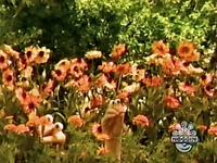 Oobi Nature 1.jpg (77 KB) Grampu smelling a flower